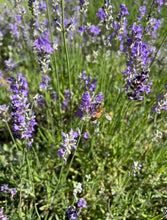 Load image into Gallery viewer, Lavender Bouquet