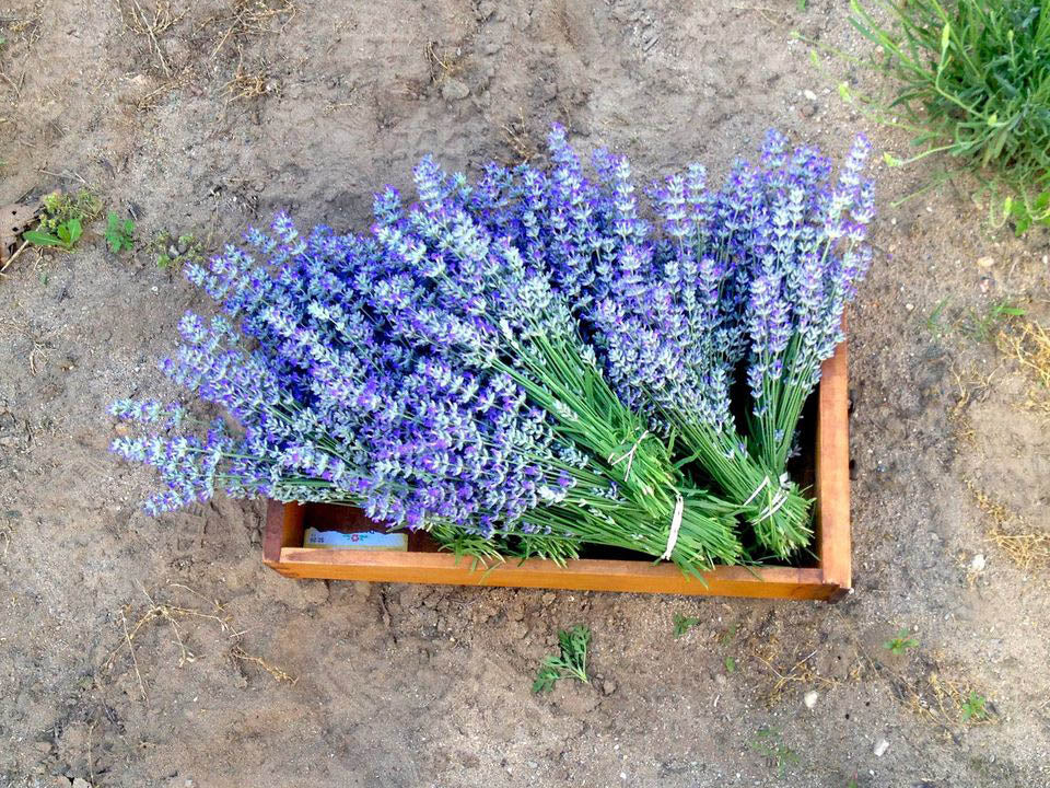freshly picked aromatherapy lavender bundles at water way farm