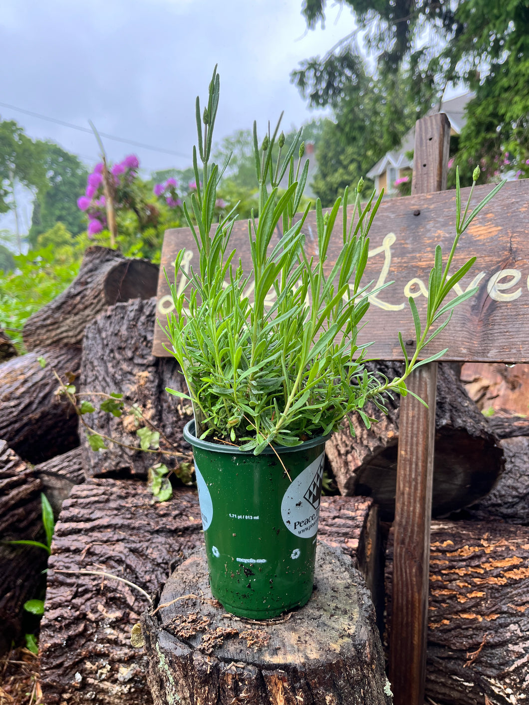 Lavender Angustifolia 