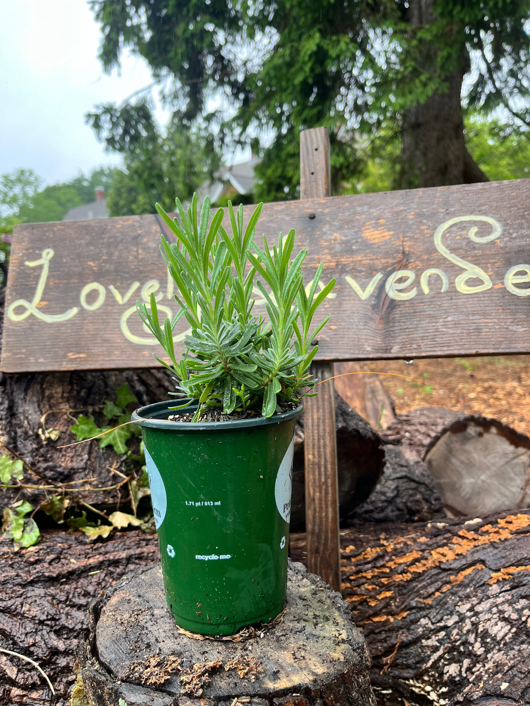 Lavender Angustifolia 