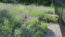 Load and play video in Gallery viewer, Lavender Bouquet
